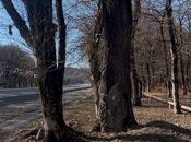 Satılır  torpaq 350 sot, photo 4 from 8