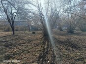 Elan №5920407 - Qəbələ, Qəbələ, 6 sot