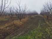 Satılır  torpaq 400 sot, Xaçmaz r., photo 4 from 7