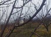 Satılır  torpaq 400 sot, Xaçmaz r., photo 5 from 7