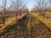 Elan №5920931 - Xaçmaz, Xaçmaz, 400 sot