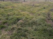 Elan №5921358 - Xaçmaz, Xaçmaz, 10 sot