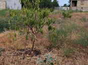 Satılır  torpaq 12 sot, Xaçmaz r., photo 2 from 8