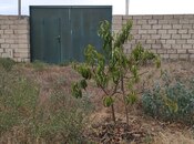 Elan №5923029 - Xaçmaz, Xaçmaz, 12 sot