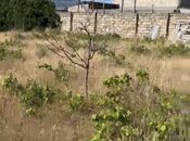 Elan №5923663 - Bakı, Albalılıq q., 17 sot