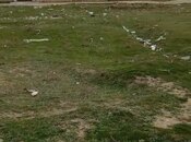 Объявление №5923397 - Баку, пос. Мамедли, 50 сот