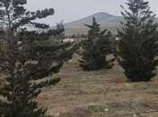 Satılır  torpaq 500 sot, Pirəkəşkül q., photo 3 from 7