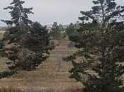 Satılır  torpaq 500 sot, Pirəkəşkül q., photo 4 from 7