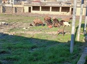 Elan №5925771 - Bakı, Digah q., 12 sot