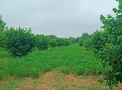 Satılır  torpaq 150 sot, photo 6 from 8