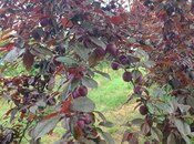 Satılır  torpaq 150 sot, photo 3 from 8