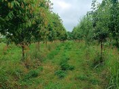 Satılır  torpaq 150 sot, photo 2 from 8