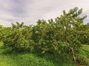 Elan №5925790 - Xudat, Xudat, 96 sot