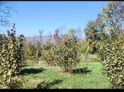 Объявление №5926662 - Габала, Габала, 9 сот