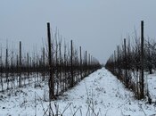 Satılır  torpaq 1 400 sot, photo 6 from 8