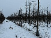 Satılır  torpaq 1 400 sot, photo 5 from 8