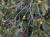 Продаётся 5-комн. дом/дача 180 м², пос. Гала, photo 6 from 8