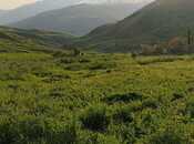 Elan №5928118 - Şamaxı, Şamaxı, 14 sot