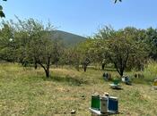 Объявление №5928541 - Шеки, Шеки, 24 сот