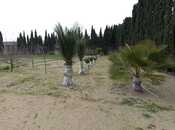 Satılır  torpaq 28 sot, Nardaran q., photo 3 from 4