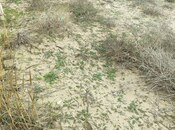 Продаётся  участок 12 сот, пос. Кюрдаханы, photo 7 from 8