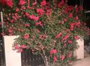 Satılır 5 otaqlı həyət evi/bağ evi 165 m², photo 5 from 8