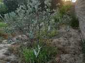 Satılır  torpaq 5.2 sot, Albalılıq q., photo 3 from 7