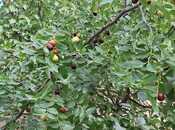 Satılır  torpaq 5.2 sot, Albalılıq q., photo 7 from 7