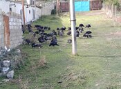 Satılır  obyekt 12 000 m², photo 5 from 8