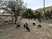 Satılır  obyekt 12 000 m², photo 7 from 8