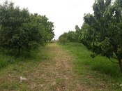 Elan №5930505 - Samux, Samux, 10 sot