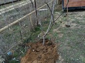 Satılır  torpaq 6 sot, Sea Breeze q., photo 4 from 4