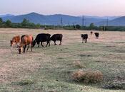 Satılır  torpaq 400 sot, photo 8 from 8