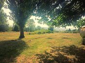 Elan №5931925 - İsmayıllı, İsmayıllı, 550 sot