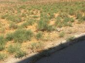 Продаётся  участок 56 сот, пос. Мехтиабад, photo 2 from 5