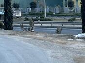 Satılır  torpaq 15 sot, Dübəndi q., photo 3 from 7