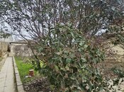 Satılır  torpaq 6 sot, Badamdar q., photo 4 from 4