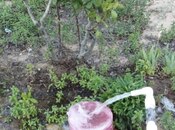 Satılır 3 otaqlı həyət evi/bağ evi 12 m², Qala q., photo 5 from 8