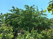 Satılır 3 otaqlı həyət evi/bağ evi 12 m², Qala q., photo 8 from 8