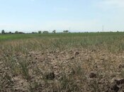 Объявление №5936820 - Геранбой, Геранбой, 100 сот