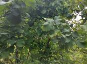 Satılır  torpaq 150 sot, Xaçmaz r., photo 4 from 5