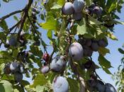 Satılır  torpaq 150 sot, Xaçmaz r., photo 5 from 5