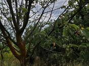 Satılır  torpaq 150 sot, Xaçmaz r., photo 3 from 5