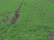 Satılır  torpaq 150 sot, Xaçmaz r., photo 2 from 5