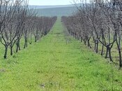 Продаётся  участок 1 200 сот, photo 6 from 6