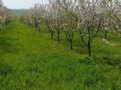 Объявление №5937076 - Исмаиллы, Исмаиллы, 1200 сот