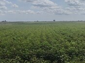 Satılır  torpaq 257 sot, photo 3 from 8