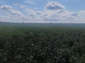 Satılır  torpaq 257 sot, photo 7 from 8