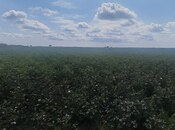 Satılır  torpaq 257 sot, photo 8 from 8