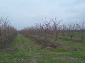 Объявление №5939936 - Губа, Губа, 150 сот